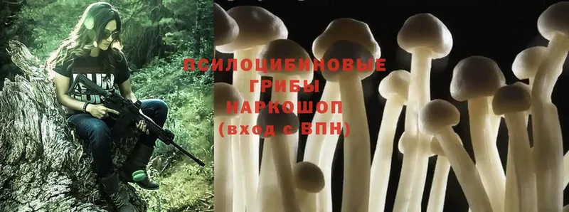 наркошоп  Котельниково  Псилоцибиновые грибы Psilocybe 